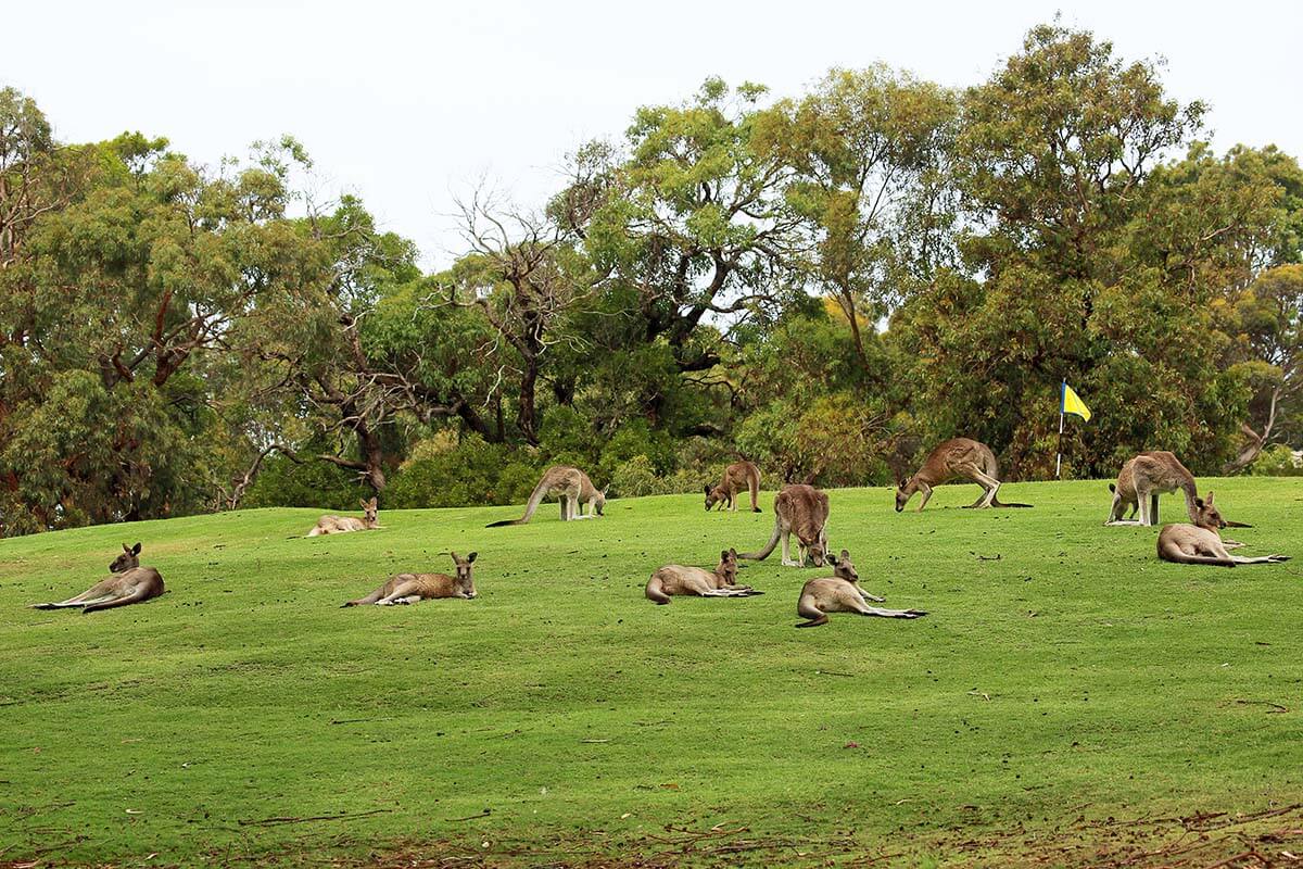 Kangaroos at Anglesea Golf Club