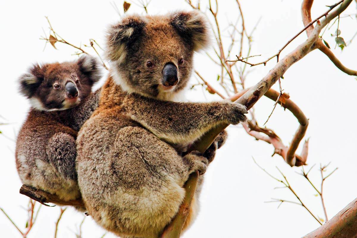 Koalas at Cape Otway