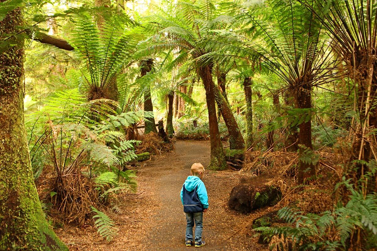 Maits Rest Rainforest Walk