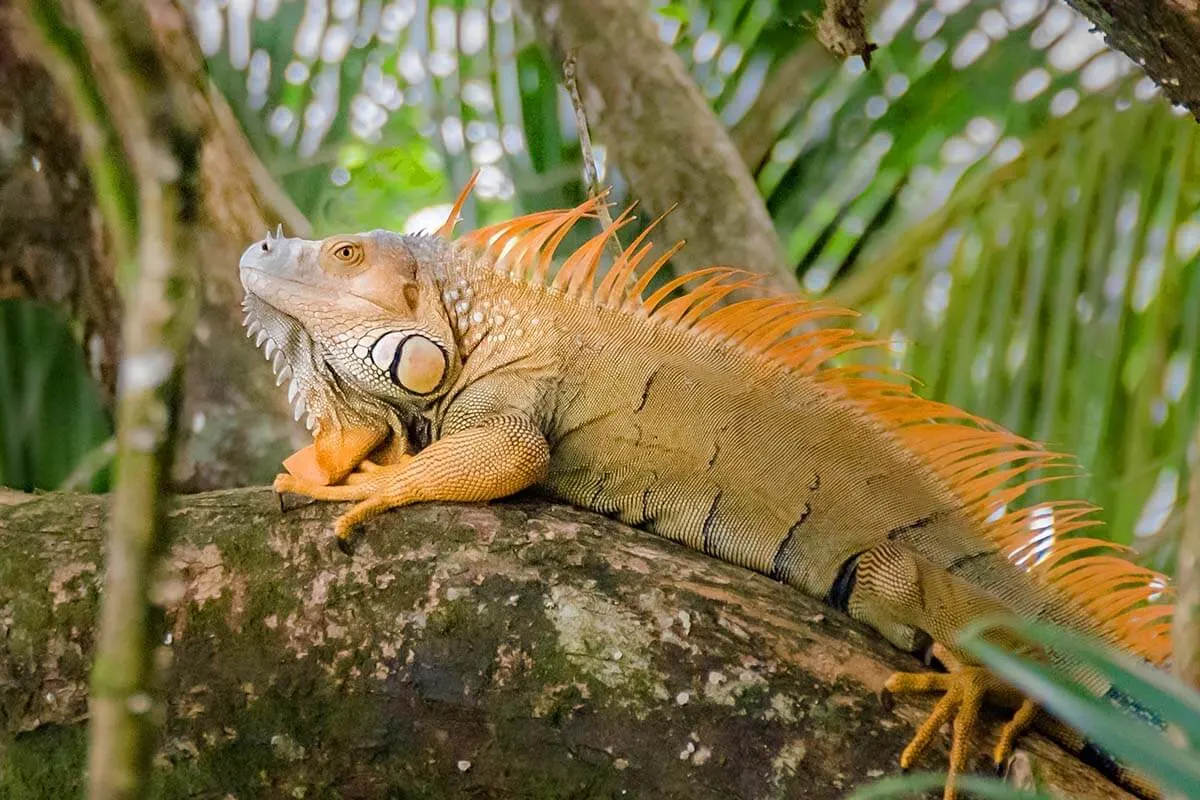 Iguana in Tortuguero National Park in Costa Rica