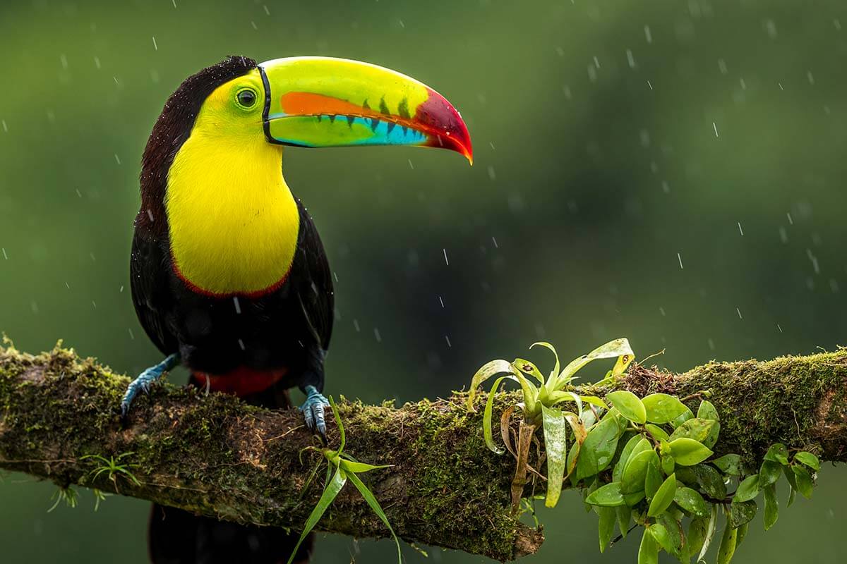 Toucan in Monteverde, Costa Rica