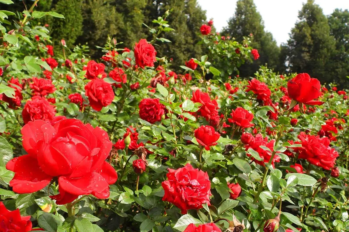 Red roses at Rosengarten park in Bern Switzerland