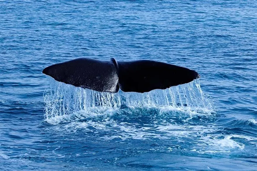 Whale watching Madeira