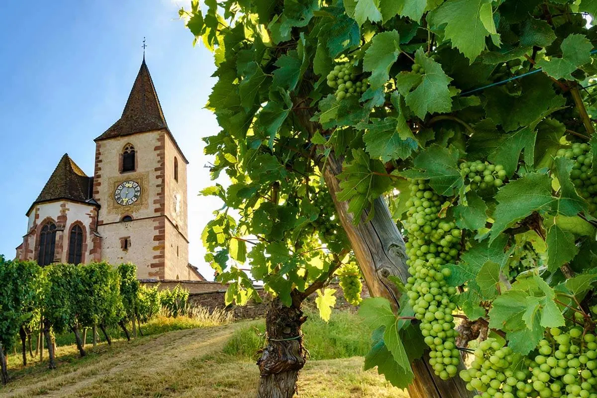 Alsace wine route vineyards Hunawihr village