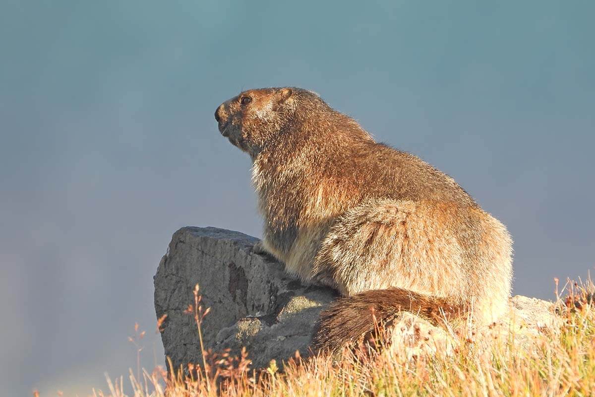 Mountain marmots in Zermatt Switzerland