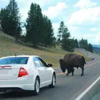 Driving Yellowstone south loop (lower loop)