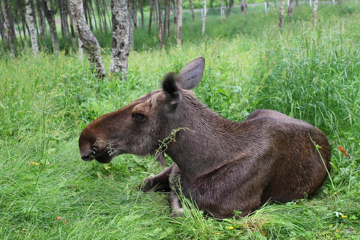 Moose at Polar Park near Tromso in Norway