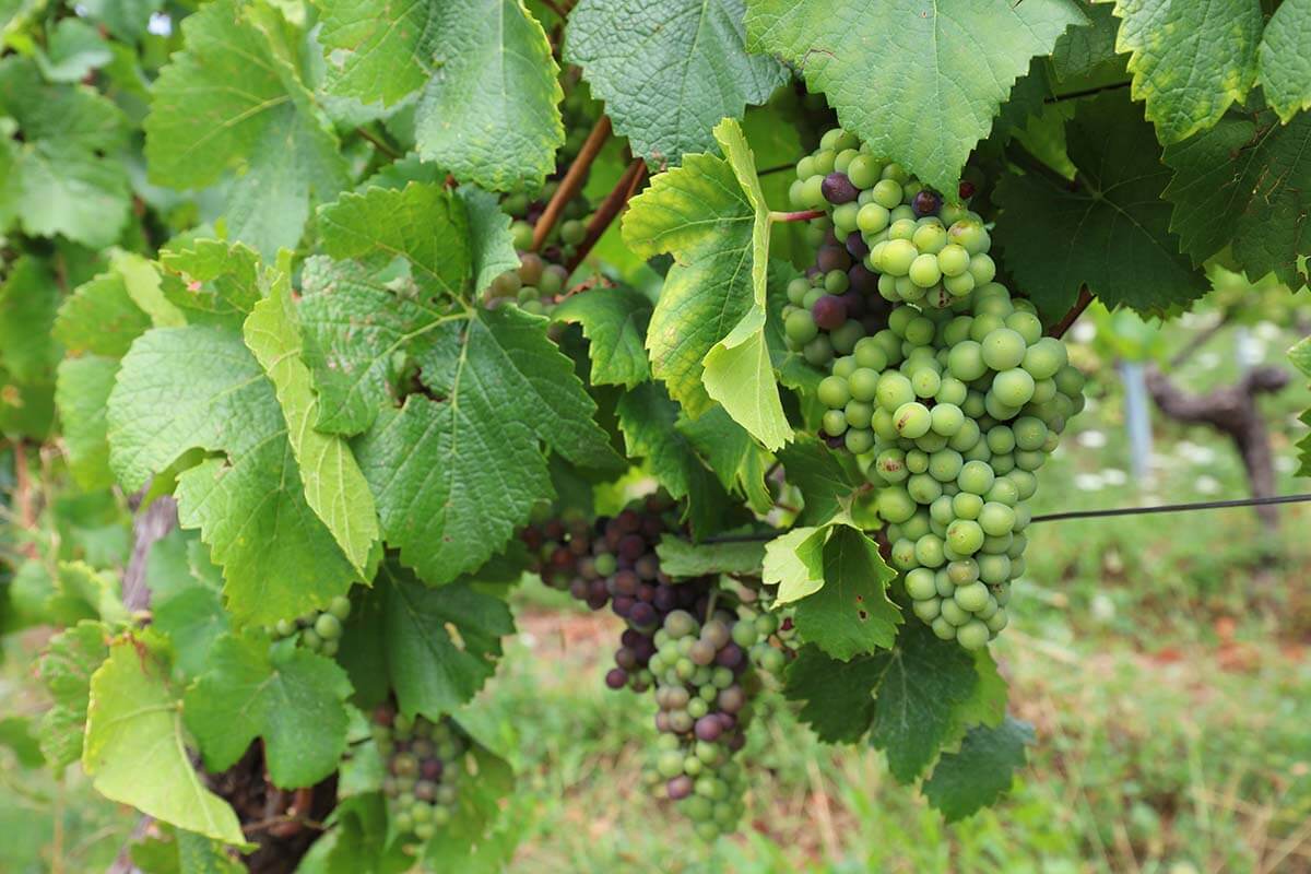 Grapes on vines in the vineyards on the Alsace wine route in France