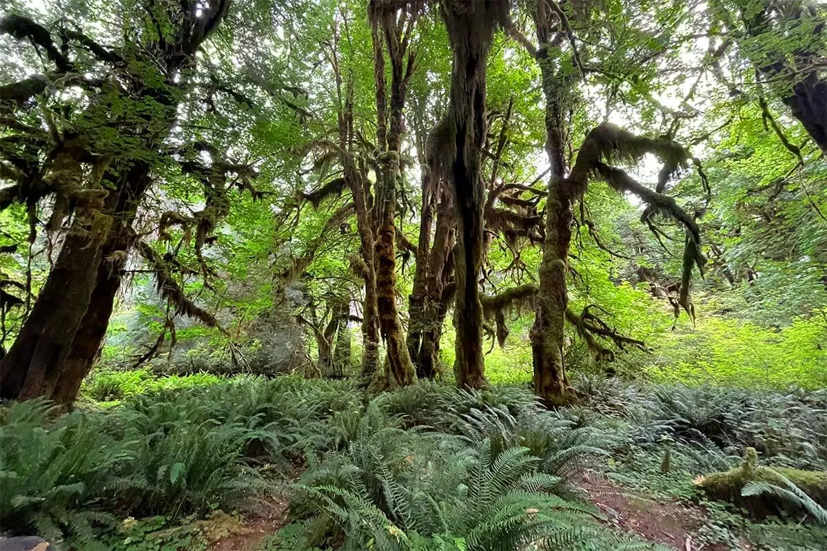 Hoh Rainforest in Olympic National Park