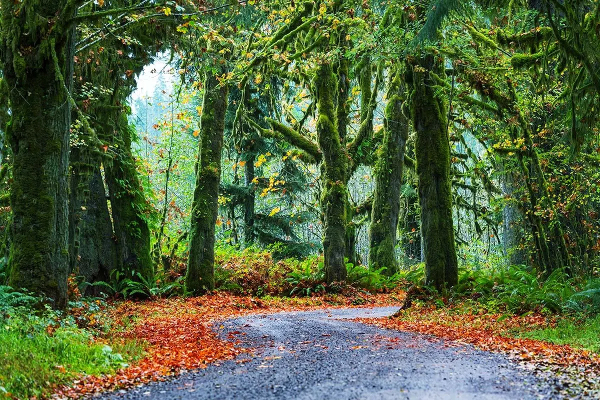 Olympic National Park in the fall