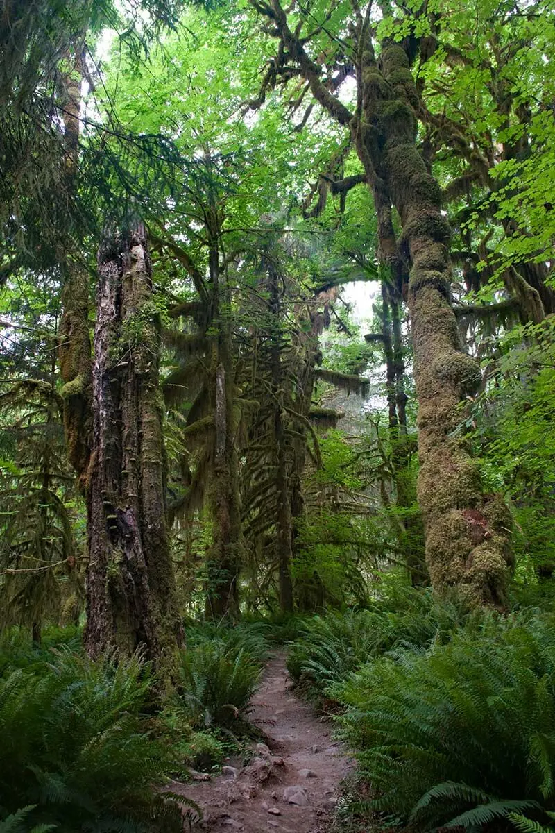 Quinault Rainforest, Olympic National Park