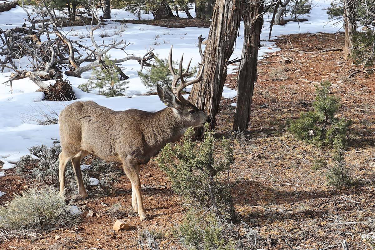 Grand Canyon mule deer in winter