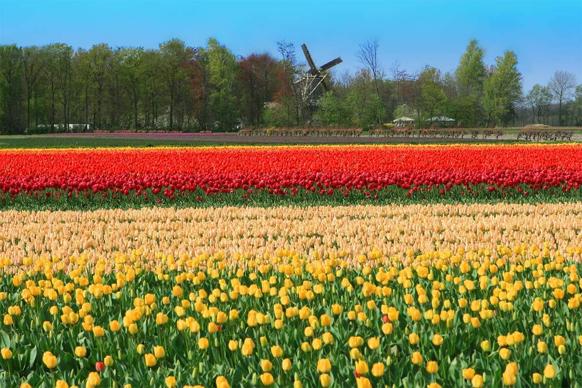 Tulip fields near Keukenhof gardens