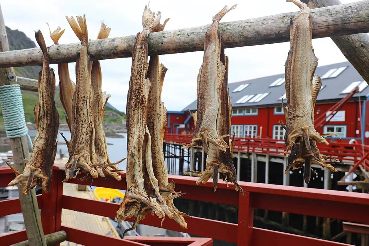 Dry stockfish in A village in Lofoten