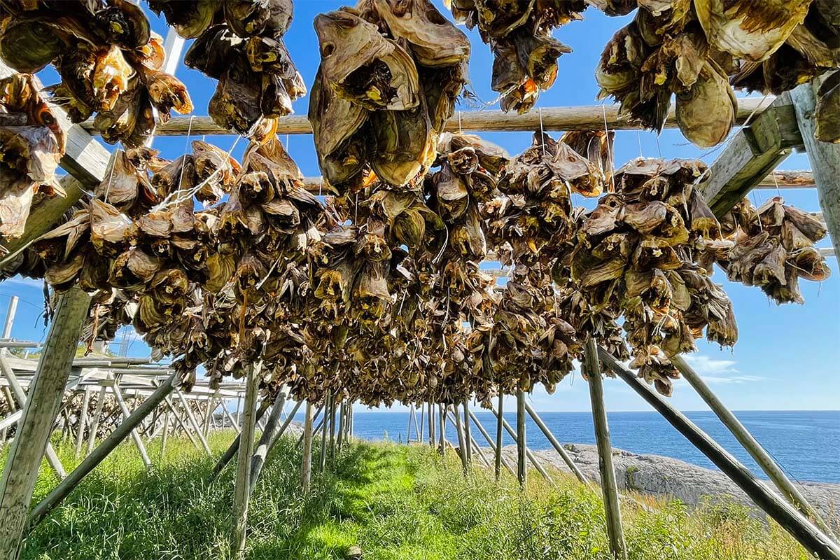 Fish heads on drying racks in Lofoten Norway