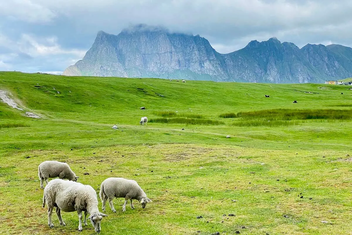 Sheep at Uttakleiv Beach in Lofoten