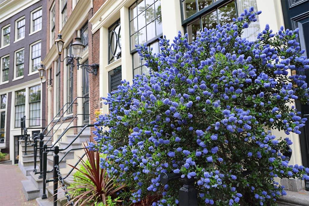 Blooming flowers in Amsterdam in June