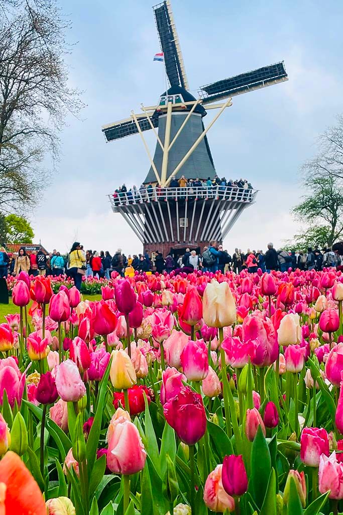 Keukenhof windmill and colorful tulips, Netherlands