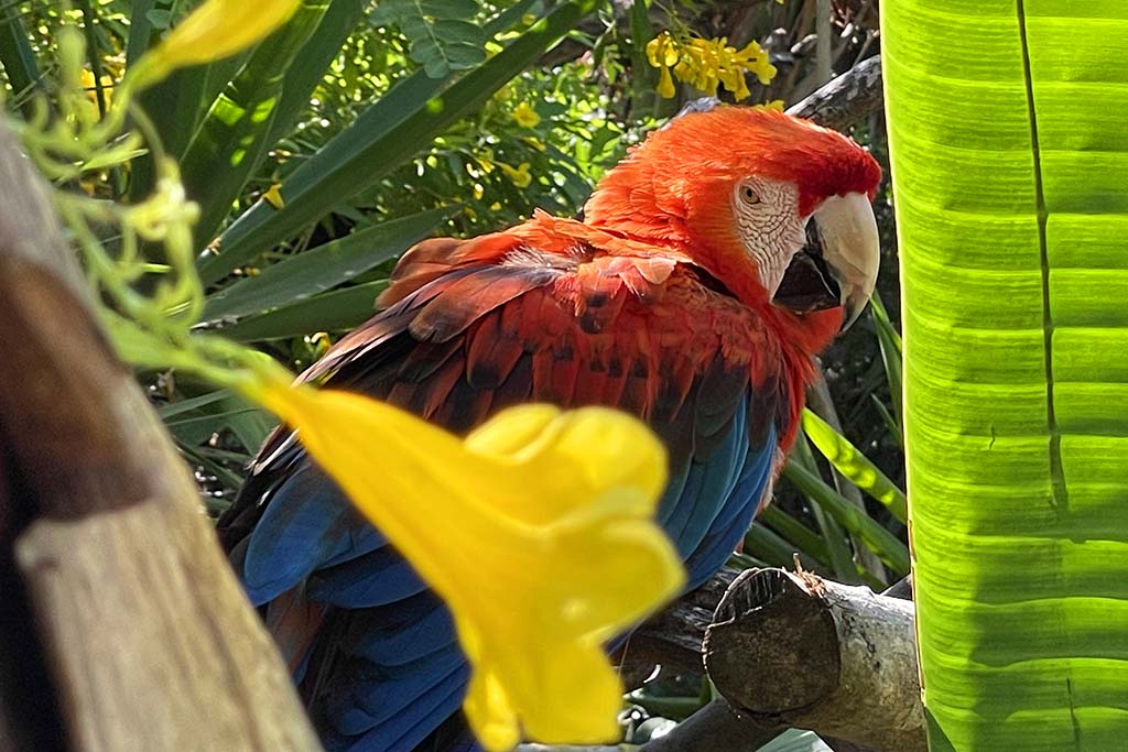 Ara parrot at Zoomarine Algarve