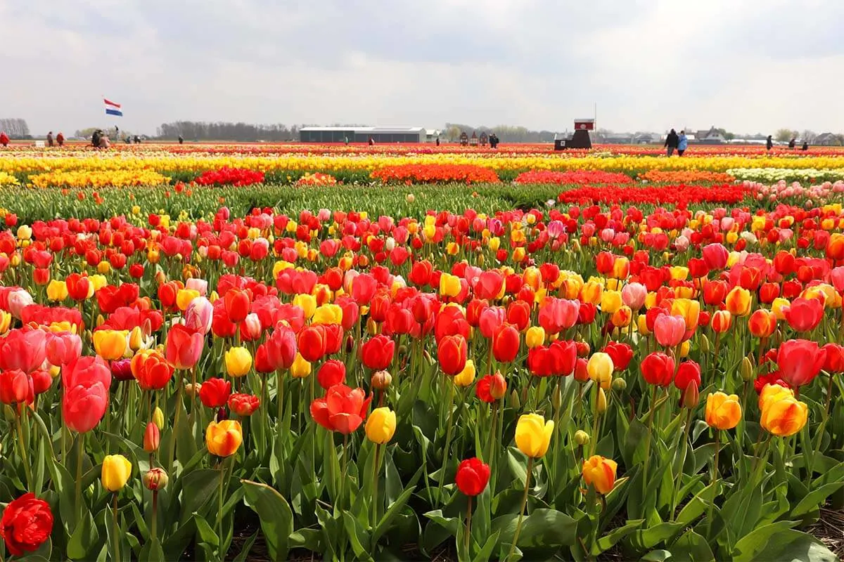 Tulip fields in the Netherlands - how to plan a trip to Europe