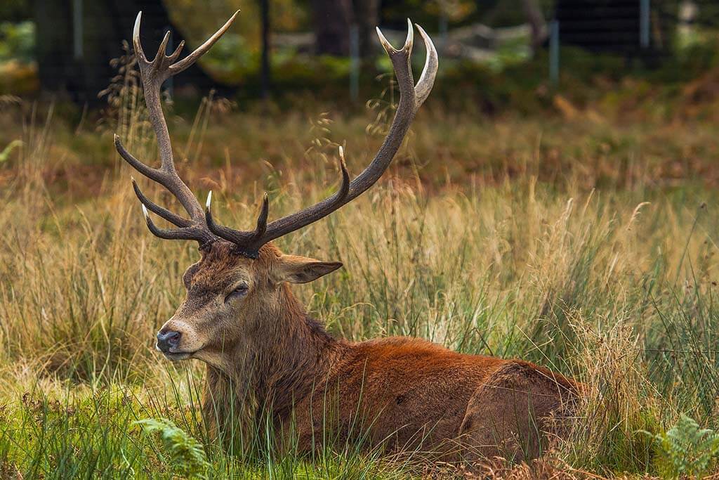 Deer at Richmond Park in London