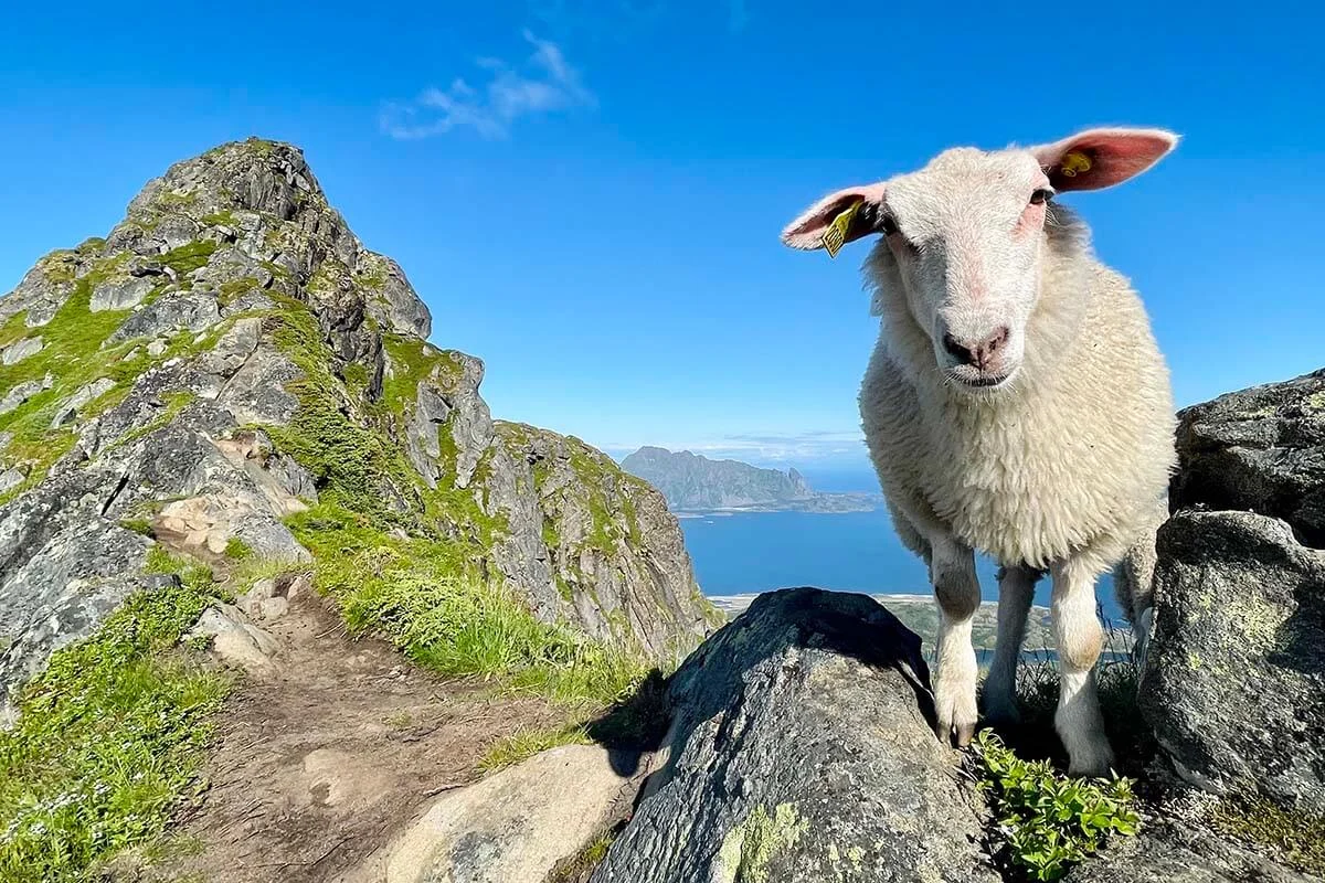 Lofoten in summer