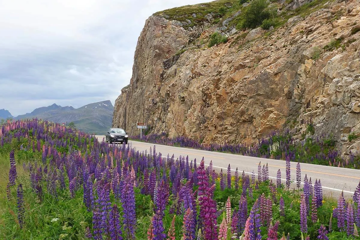 Lupine flowers in Lofoten in summer