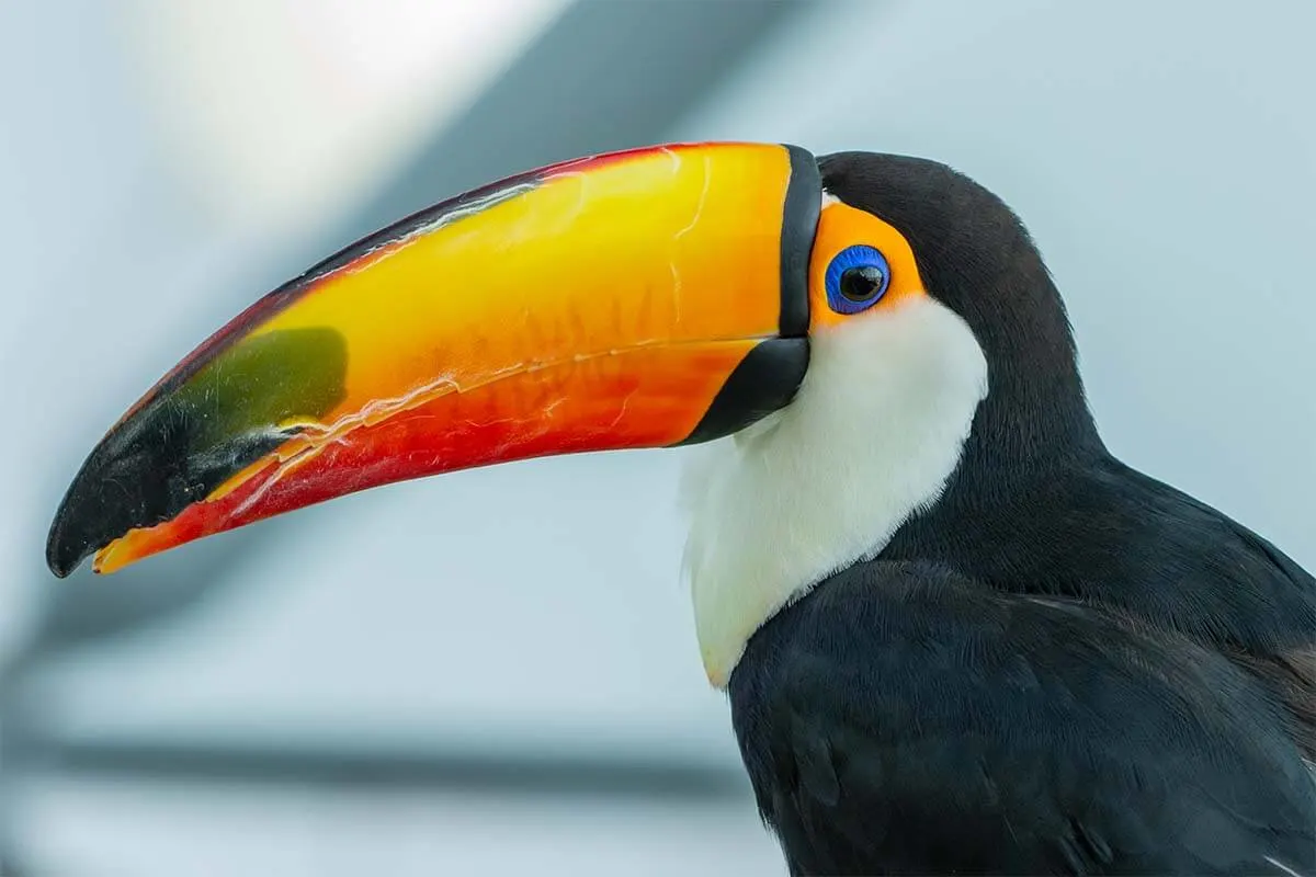 Toucan at the Green Planet Dubai