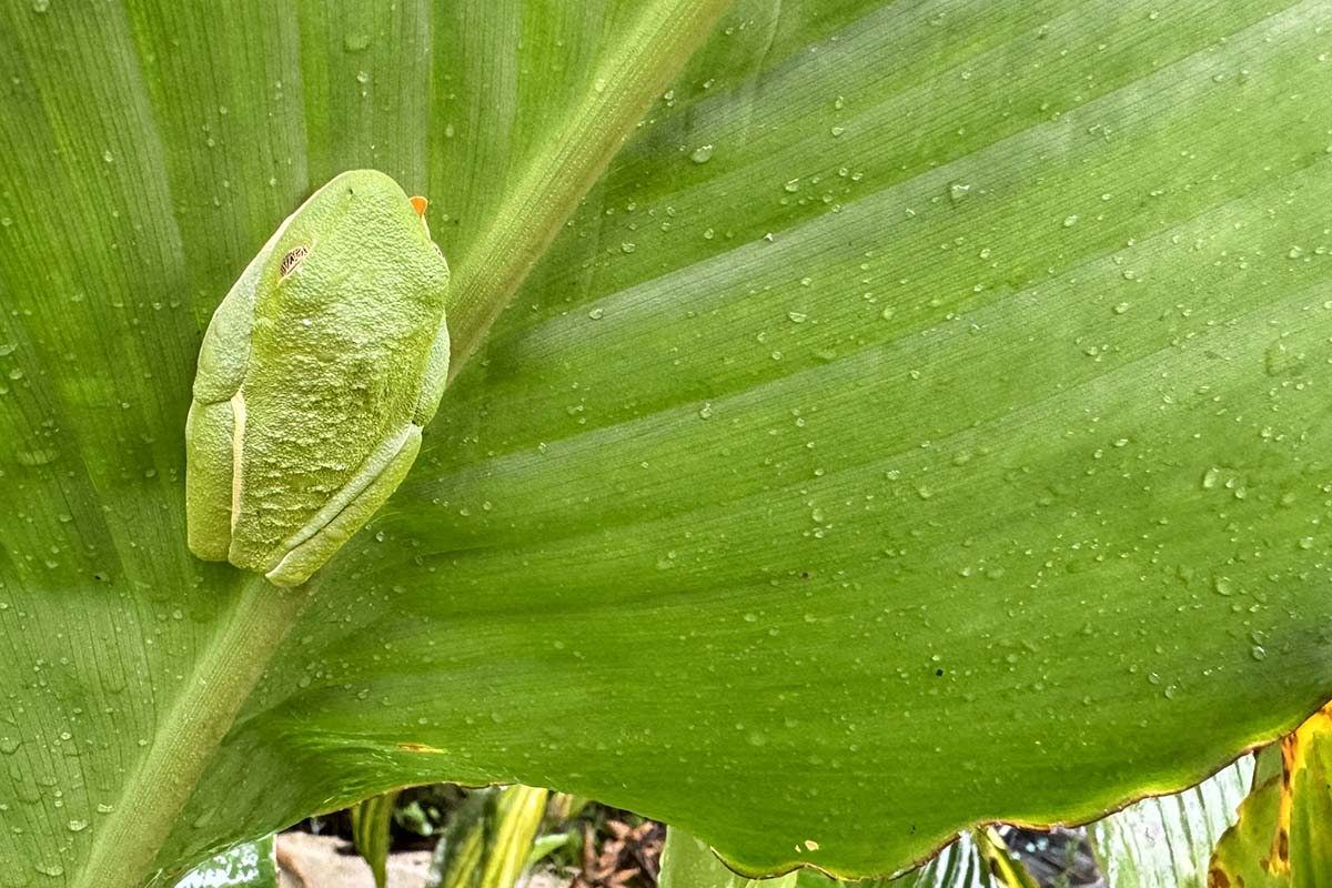 A sleeping red eyed tree frog - green on a green leaf (Costa Rica)