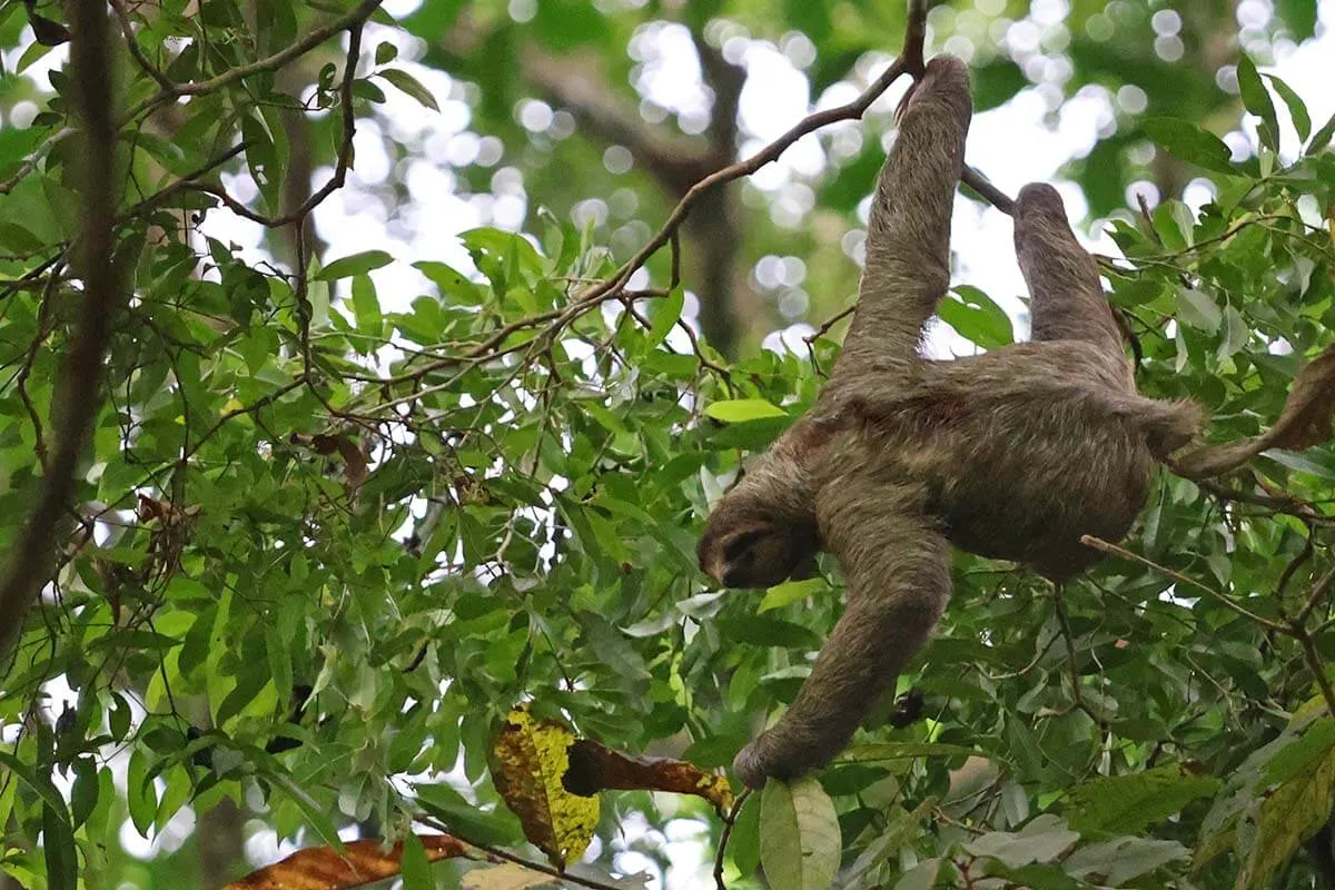 Sloth in Manuel Antonio National Park Costa Rica