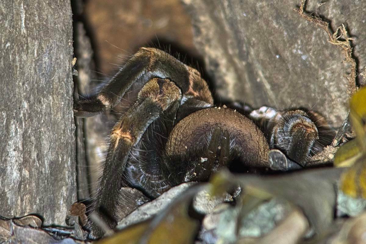 Tarantula seen on Monteverde night tour