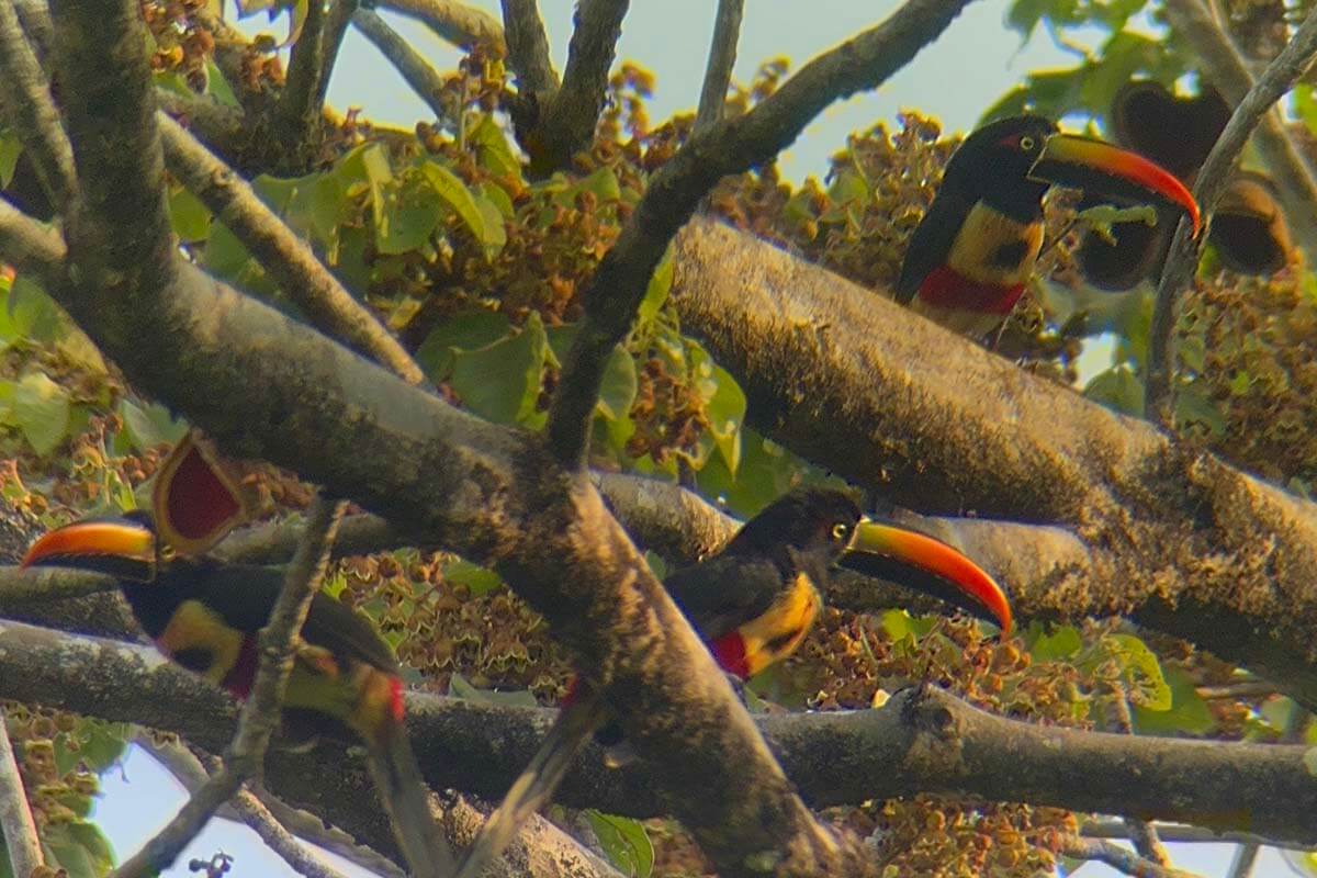 Toucans in a tree - Manuel Antonio Costa Rica