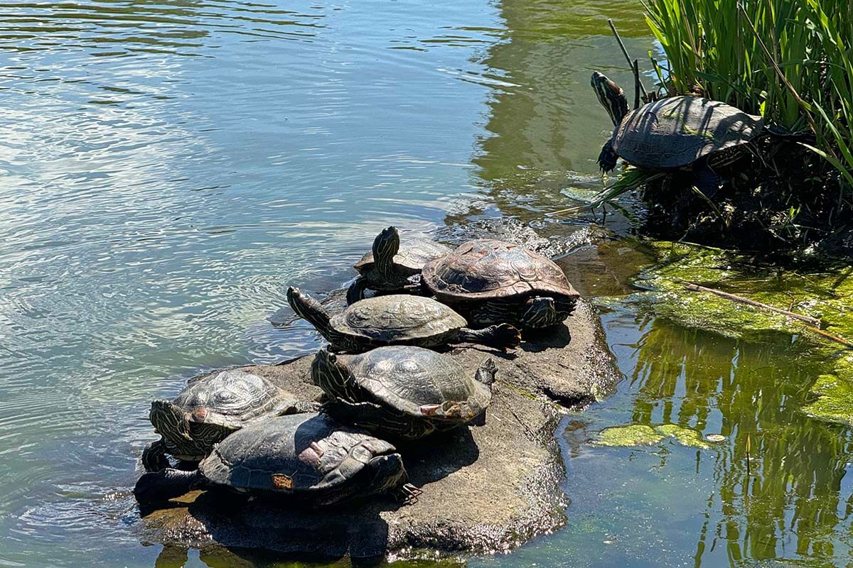 Turtles at The Lake in New York Central Park