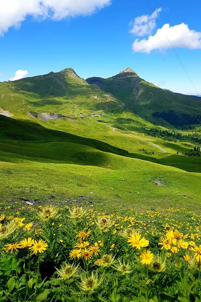 Swiss Alps mountain scenery with summer flowers